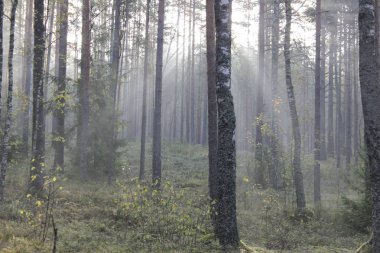 sis orman sonbahar yaz