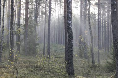 sis orman sonbahar yaz