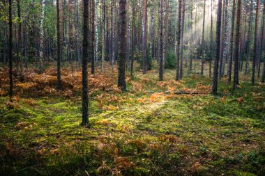 sabah güneş ışınları orman sis
