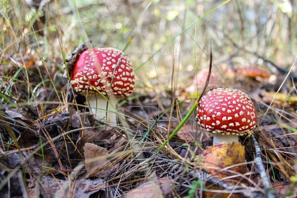 Bos natuur gras paddestoelen — Stockfoto