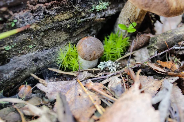 Лісові природи трав'яні гриби — стокове фото