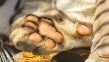 pençeleri yırtıcı hayvan kaplan pençesi