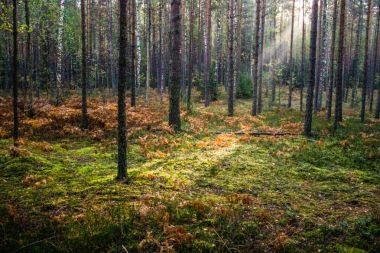 Orman yaz sonbahar sabah ışığında mantar.