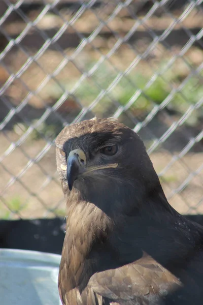 Ave depredador águila búho halcón — Foto de Stock
