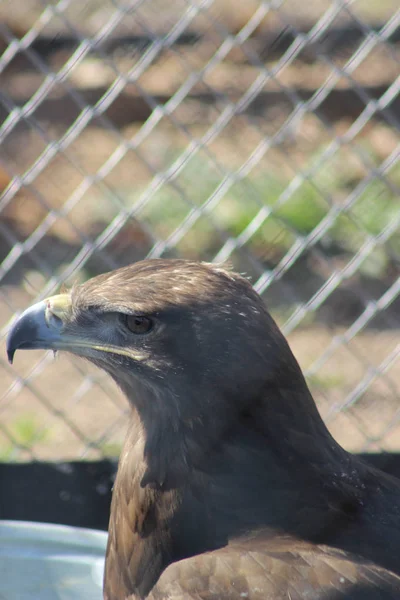 Vogel predator oehoe Falcon — Stockfoto