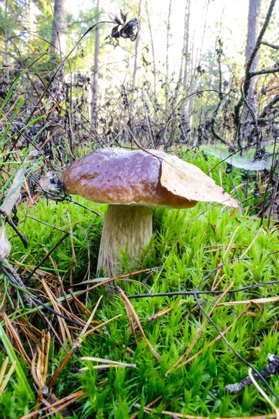 Champignons forestiers été automne la lumière du matin — Photo