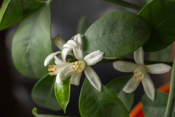 柑橘類植物カラモンディン シトロフォルケッタラマイクロカルパ 薄緑色の若葉を持つシトラスマデュレンシスの小さな白い花 選択的な焦点を合わせてクローズアップ 屋内柑橘類の木の成長 — ストック写真