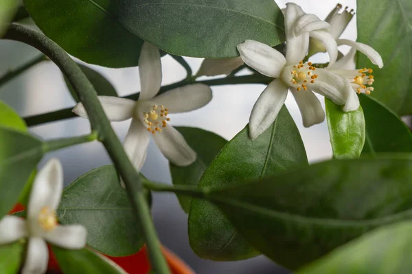 Small White Flowers Citrus Plant Calamondin Citrofortunella Microcarpa Citrus Madurensis — Stock Photo, Image