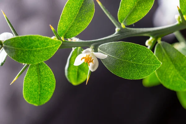 Beautiful Scenery Blooming Sprig Citrus Plant Faustrimedin Finger Caviar Lime — Stock Photo, Image