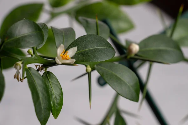 美しい景色 柑橘類の植物の開花小枝小さな白い花 緑の葉やとげで Fasturmedin 指やキャビア石灰 室内柑橘類の木が成長 — ストック写真