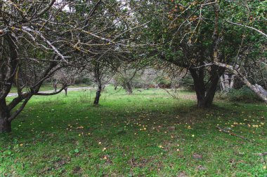 Elma manzarası arka taraftaki çimlere ve elma ağaçlarına düştü, Montseny, Katalonya, İspanya. Sonbahar mevsimi, elma toplama.