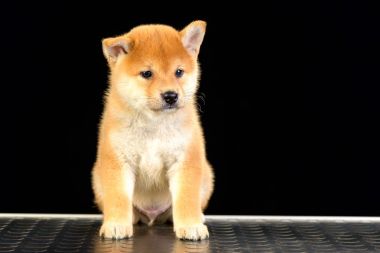 Shiba Inu köpek yavrusu
