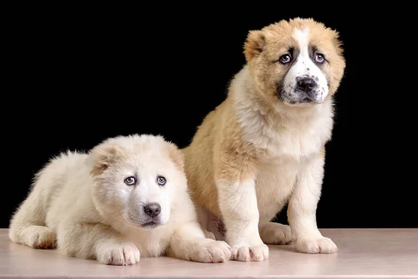 Studio fotoğraf Orta Asya çoban yavruları