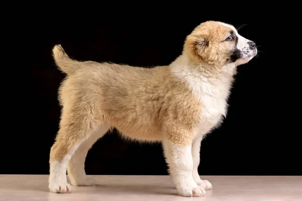 Estúdio foto Puppy of Central Ásia Shepherd — Fotografia de Stock