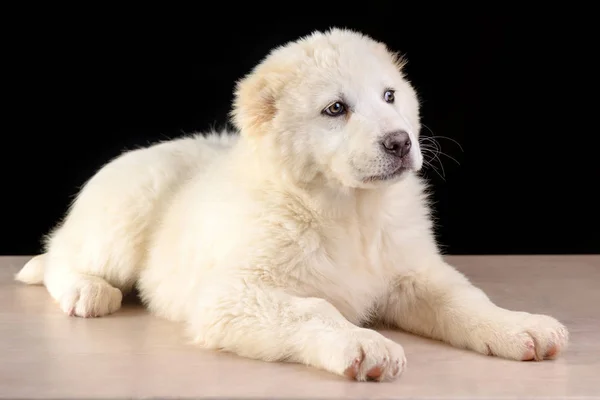 Studio fotoğraf Orta Asya çoban köpek yavrusu