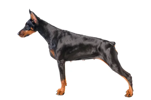 Doberman. — Fotografia de Stock