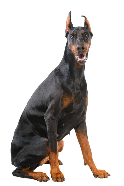 Doberman vagyok. — Stock Fotó