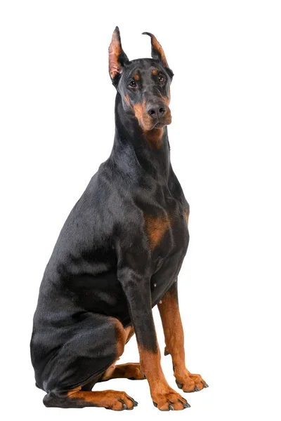 Doberman Przewodniczący — Zdjęcie stockowe