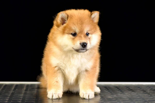 Shiba Inu köpek yavrusu