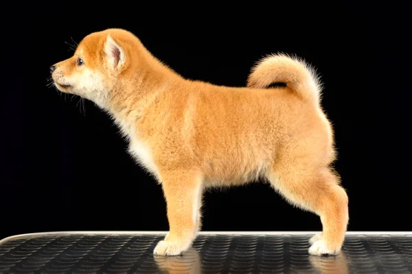 Shiba inu puppy — Stock Photo, Image