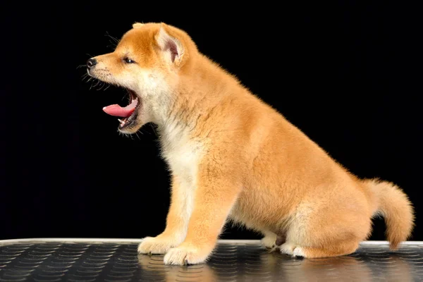 Shiba inu puppy — Stock Photo, Image