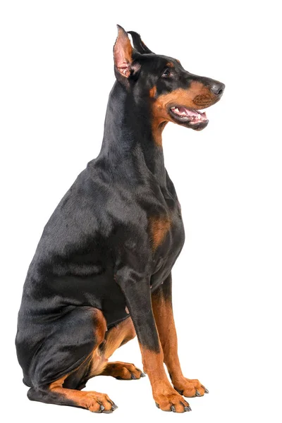 Doberman — Stok fotoğraf