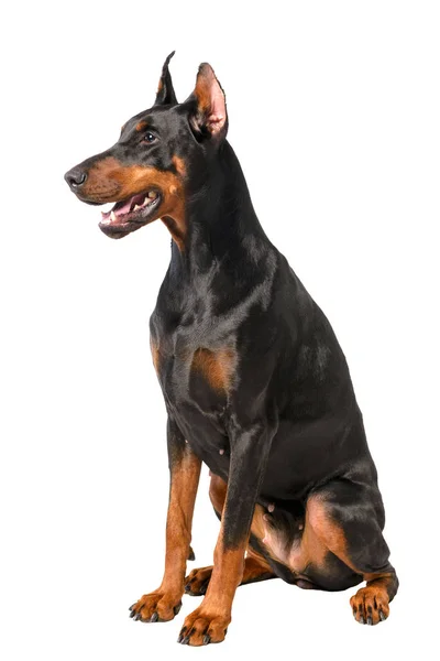 Doberman vagyok. — Stock Fotó