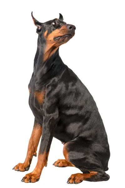 Doberman vagyok. — Stock Fotó