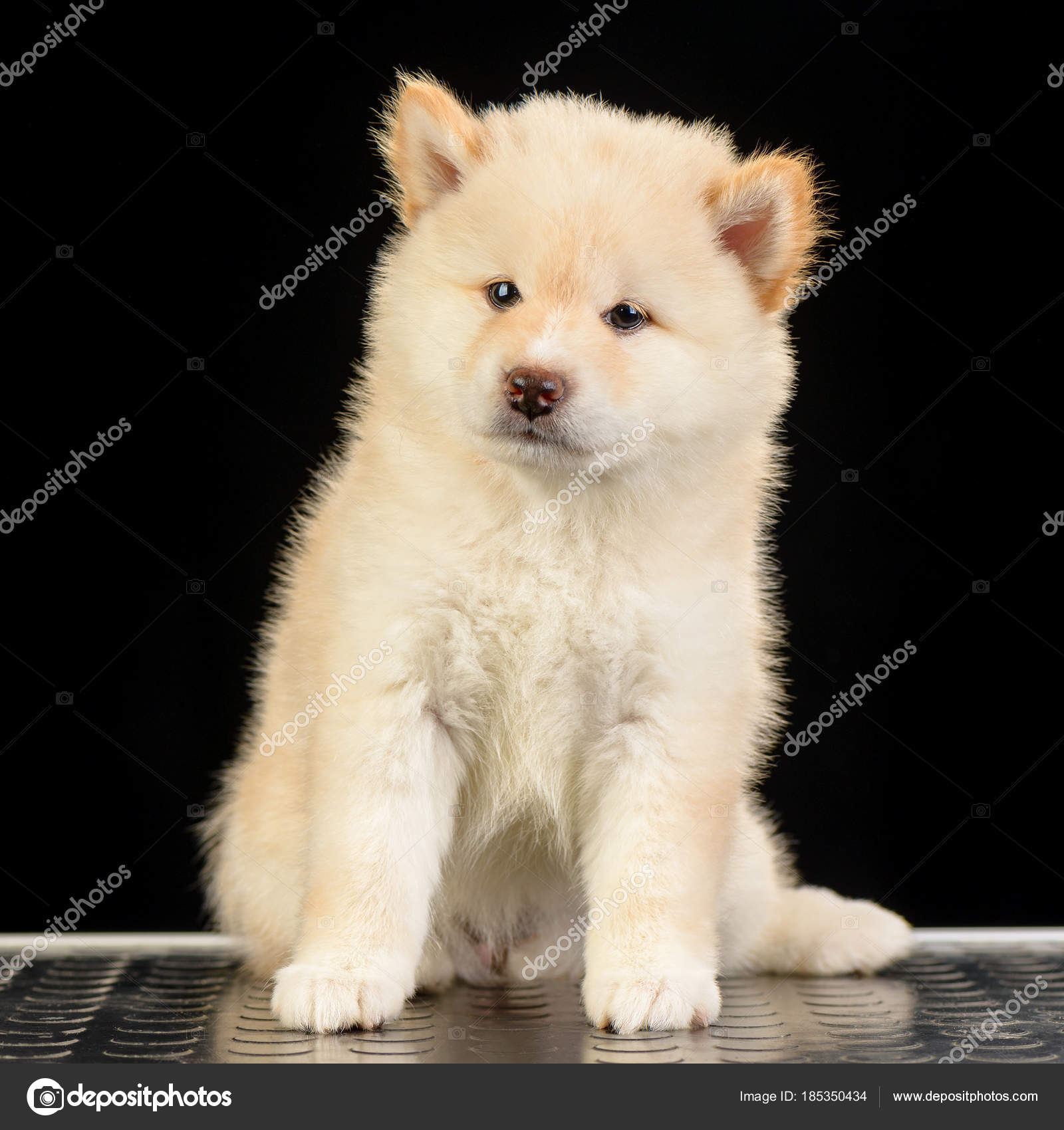 Shiba Inu Puppy Stock Photo C Imagens By 185350434