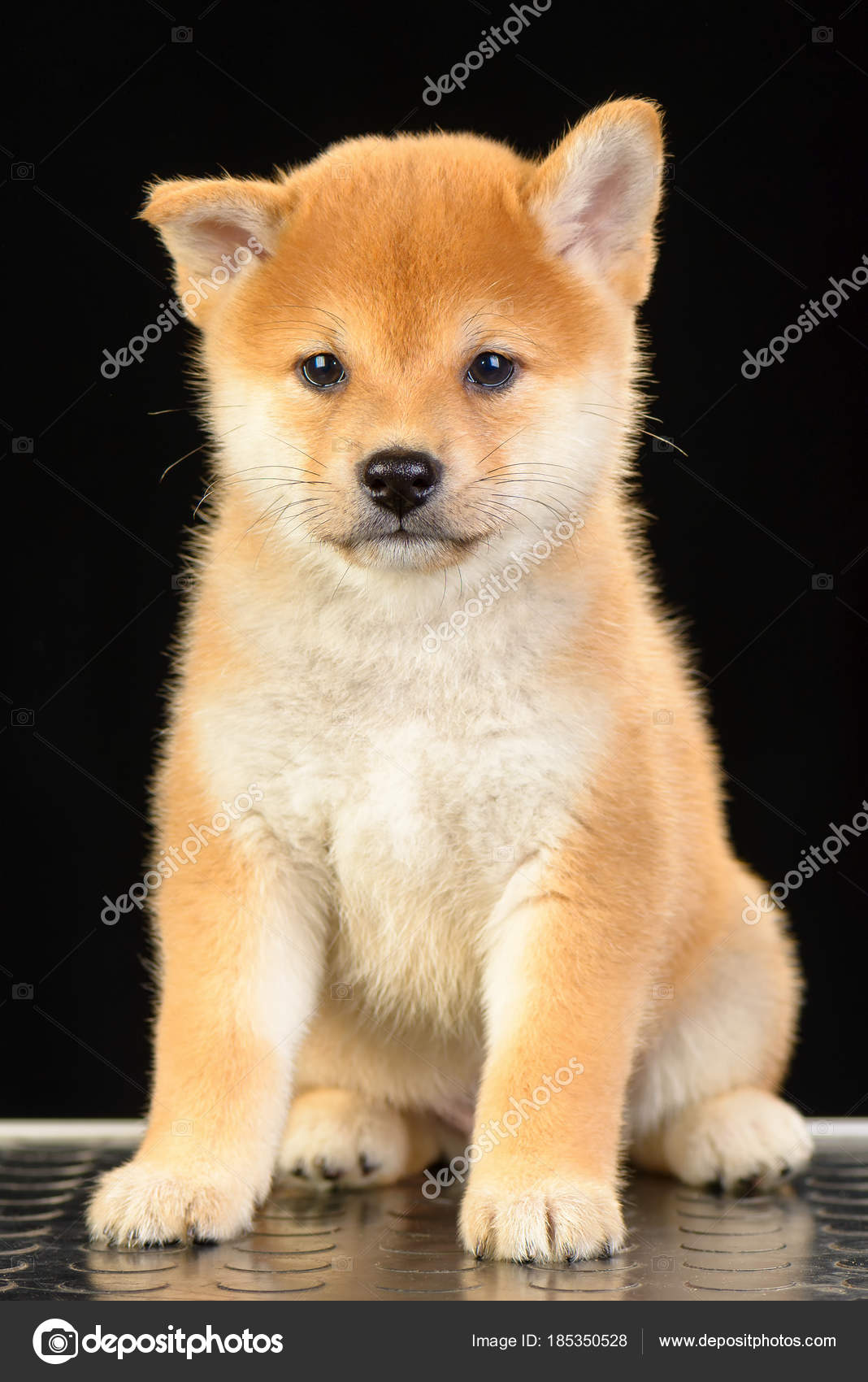 Shiba Inu Puppy Stock Photo Imagensby 185350528