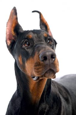 Doberman