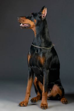 Doberman