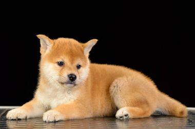 Shiba Inu köpek yavrusu