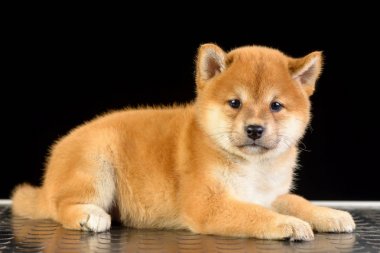 Shiba Inu köpek yavrusu