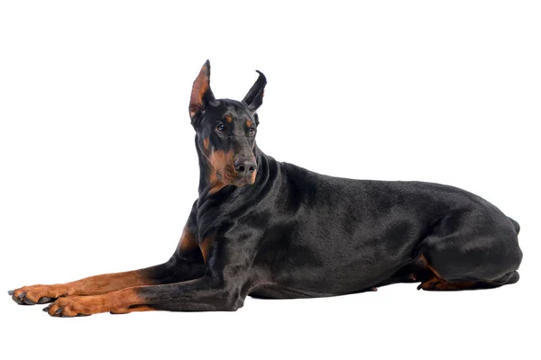 Doberman vagyok. — Stock Fotó