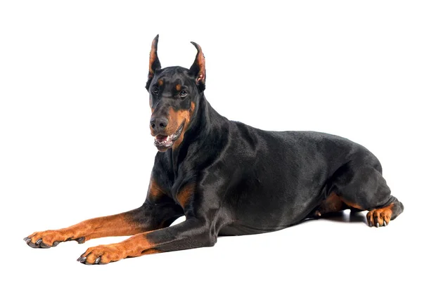 Doberman. — Fotografia de Stock