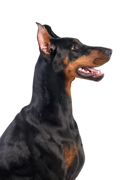 Doberman vagyok. — Stock Fotó