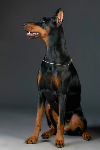 Doberman vagyok. — Stock Fotó