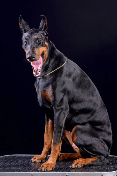 Doberman. — Fotografia de Stock