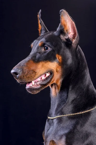 Doberman vagyok. — Stock Fotó