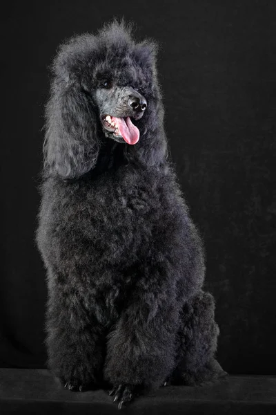 Black poodle — Stock Photo, Image