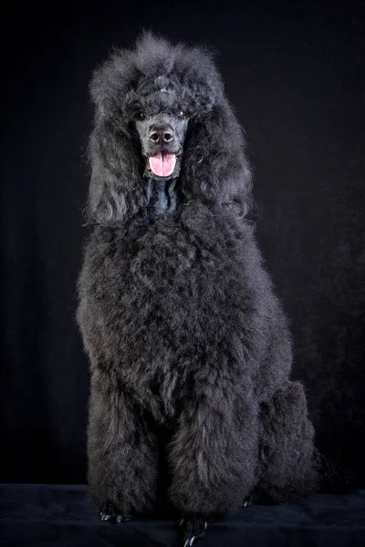 Black poodle — Stock Photo, Image