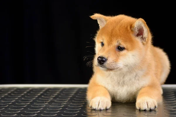 Shiba inu κουτάβι — Φωτογραφία Αρχείου