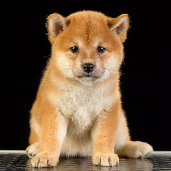 Shiba Inu köpek yavrusu