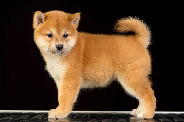 Shiba inu κουτάβι — Φωτογραφία Αρχείου