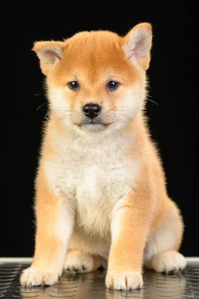 Shiba inu puppy Royalty Free Stock Images