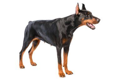 Doberman