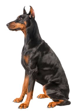 Doberman