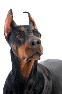 Doberman
