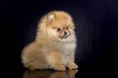 Spitz köpek yavrusu siyah arka plan